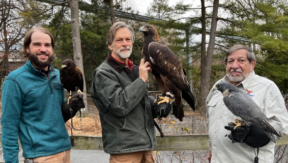 Falconry Experience