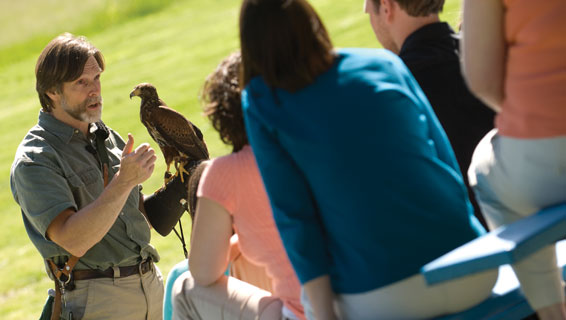 Falconry Experience